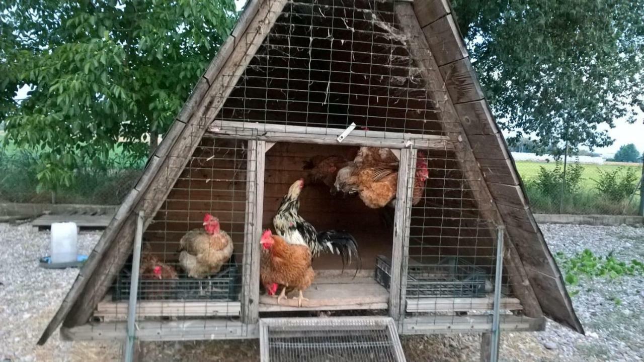 Agriturismo Cipolli E Podo Corte Carlini Мантуя Экстерьер фото